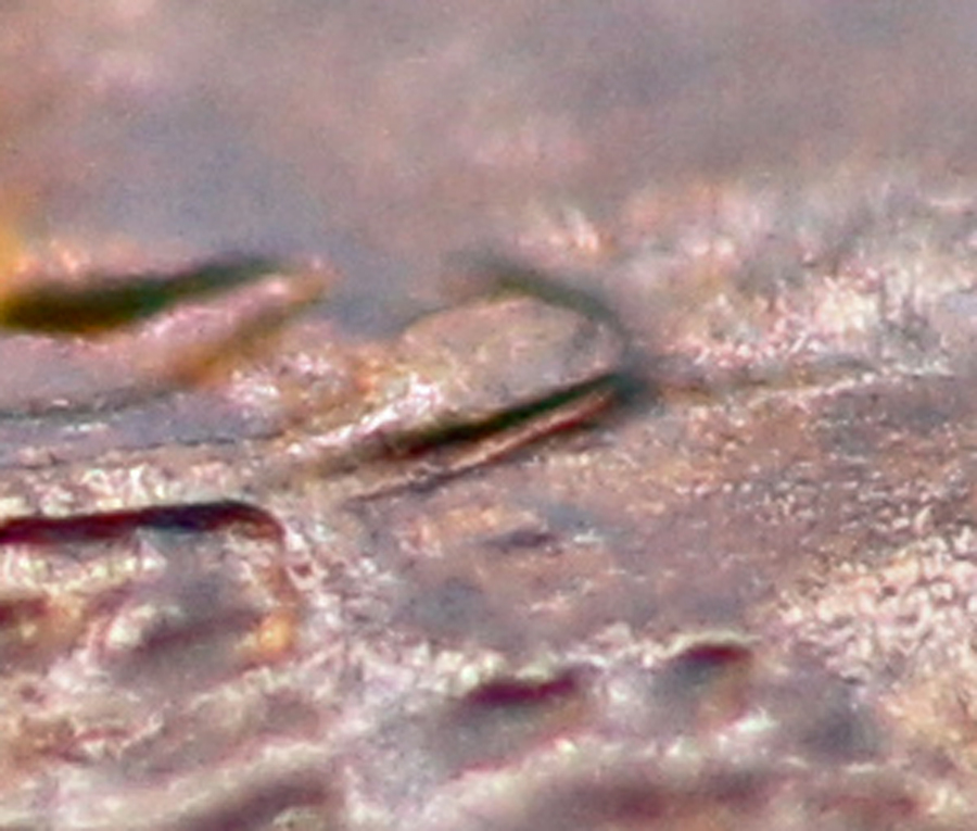 New-Variety-1974-D-DDO-Doubled-Ear?